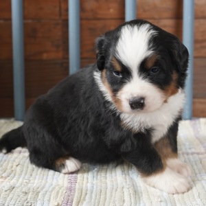 Bernese Mountain Dog Puppy Hazel