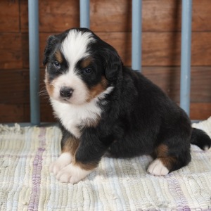 Bernese Mountain Dog Puppy Hazel