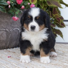 Bernese Mountain Dog Puppy Hazel