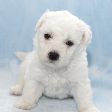 Bichon Frise Puppy Harrison