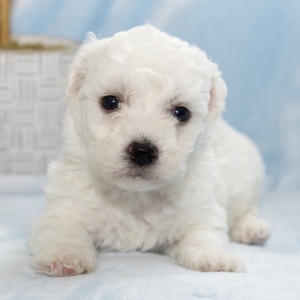 Bichon Frise Puppy Harrison
