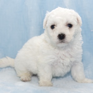 Bichon Frise Puppy Harrison