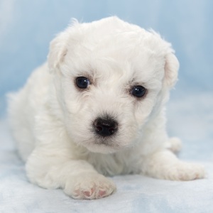 Bichon Frise Puppy Harrison