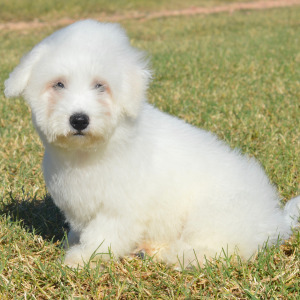 Bichon Frise Puppy Harrison
