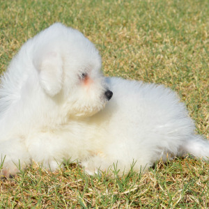 Bichon Frise Puppy Harrison