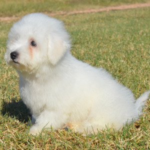 Bichon Frise Puppy Harrison