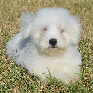 Bichon Frise Puppy Harrison