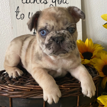 French Bulldog Puppy Giorgio