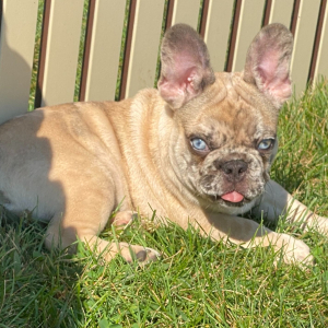 French Bulldog Puppy Giorgio