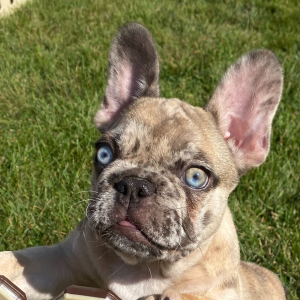 French Bulldog Puppy Giorgio