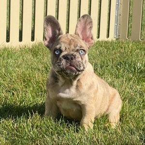 French Bulldog Puppy Giorgio