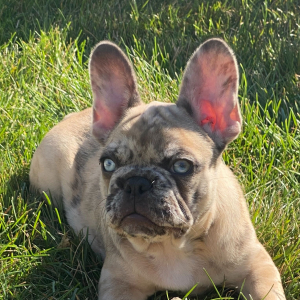 French Bulldog Puppy Giorgio