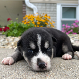 Siberian Husky Puppy Gloria