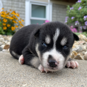 Siberian Husky Puppy Gloria