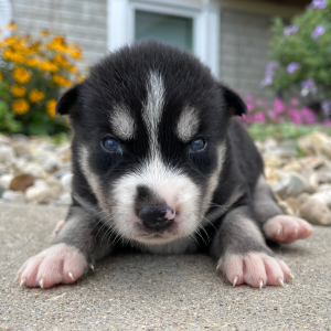 Siberian Husky Puppy Gloria