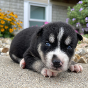 Siberian Husky Puppy Gloria