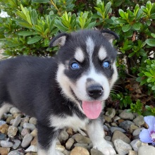 Siberian Husky Puppy Gloria