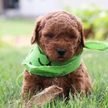 Goldendoodle Puppy Richard