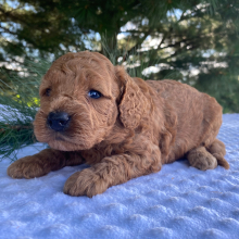 Labradoodle Puppy Karly