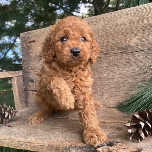 Labradoodle Puppy Karly