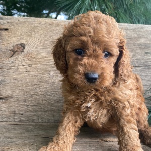 Labradoodle Puppy Karly