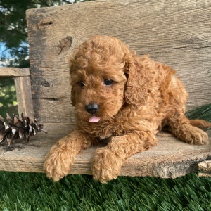 Labradoodle Puppy Karly