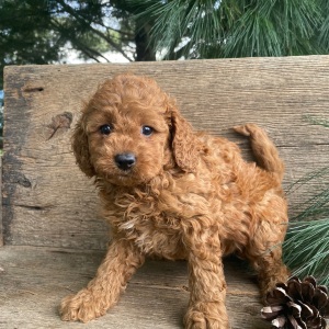Labradoodle Puppy Karly