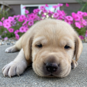 Labrador Retriever Puppy Leo