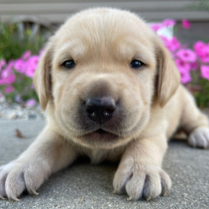 Labrador Retriever Puppy Leo