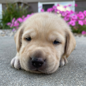 Labrador Retriever Puppy Leo