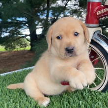 Labrador Retriever Puppy Leo