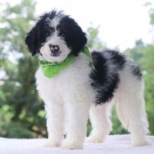 Bernedoodle Puppy Axel