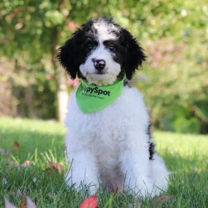 Bernedoodle Puppy Axel