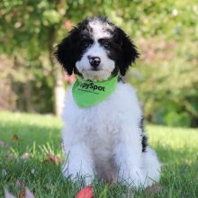 Bernedoodle Puppy Axel