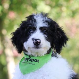 Bernedoodle Puppy Axel