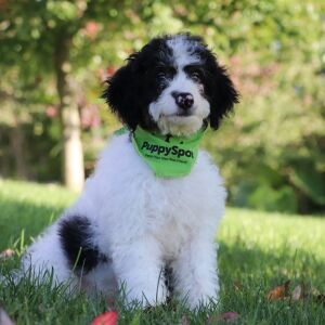 Bernedoodle Puppy Axel