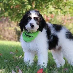Bernedoodle Puppy Axel