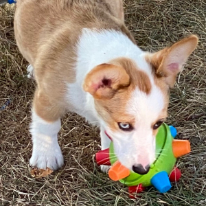 American Corgi Puppy Blakleigh