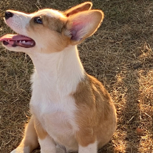 American Corgi Puppy Blakleigh