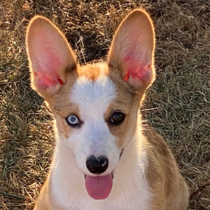 American Corgi Puppy Blakleigh