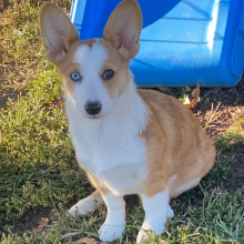 American Corgi Puppy Blakleigh