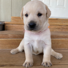 Labrador Retriever Puppy Olivia