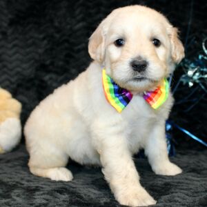 Goldendoodle Puppy Starsky