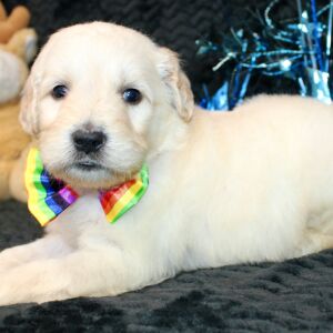 Goldendoodle Puppy Starsky