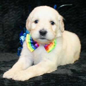 Goldendoodle Puppy Starsky
