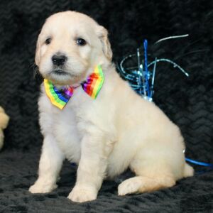 Goldendoodle Puppy Starsky