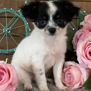 Chihuahua Puppy Mindie