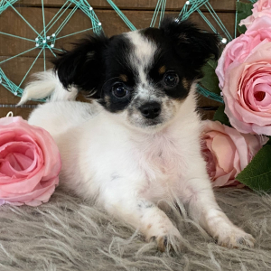 Chihuahua Puppy Mindie