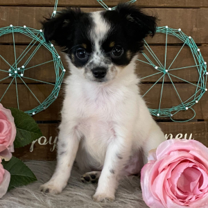 Chihuahua Puppy Mindie