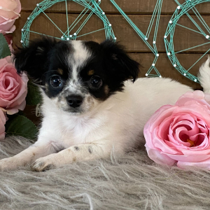 Chihuahua Puppy Mindie